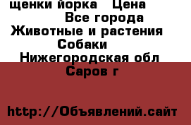 щенки йорка › Цена ­ 15 000 - Все города Животные и растения » Собаки   . Нижегородская обл.,Саров г.